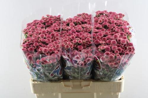 Chrysanthemum (Indicum Grp) tros santini Madiba Cherry Tyolo