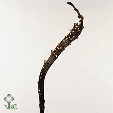 Salix udensis 'Sekka'