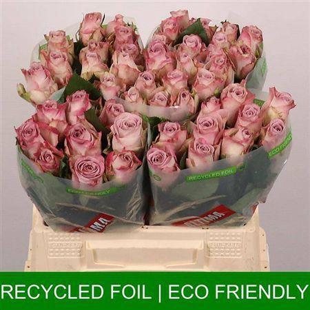 Rosa grootbloemig Memory Lane!