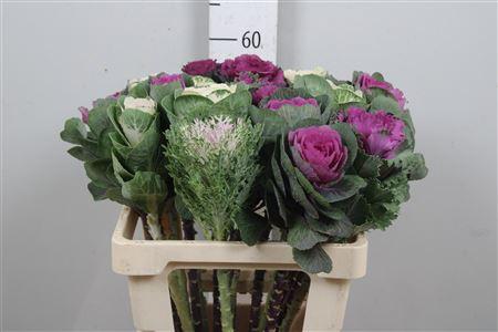 Brassica oleracea gemengd