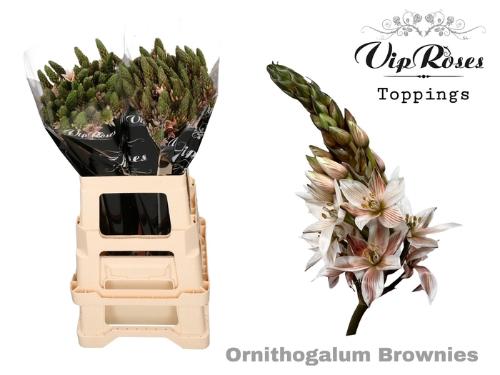 Ornithogalum saundersiae kleurbehandeld H%