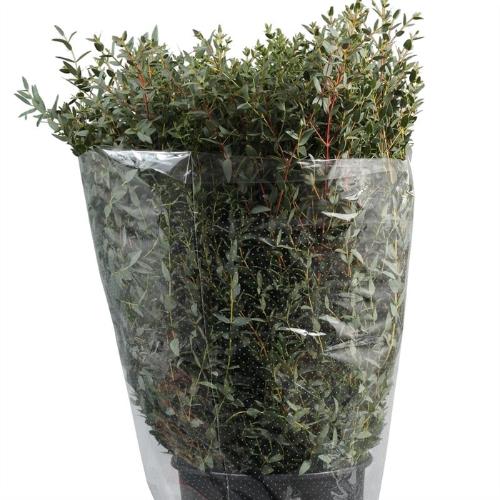 Eucalyptus per bos parvifolia