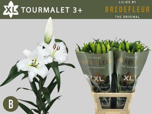 Lilium (OT-hybrids Grp) 'Tourmalet'