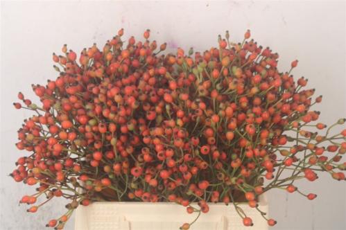 Rosa Magical Miracle (rozenbottel)