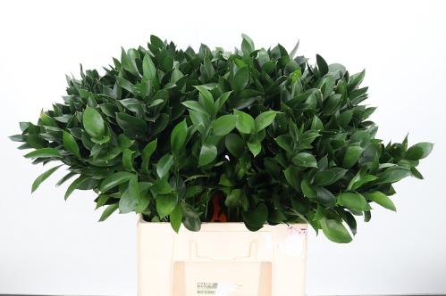 Ruscus hypophyllum (groot blad)