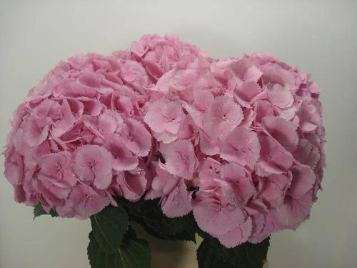 Hydrangea macrophylla 'Mammoet'