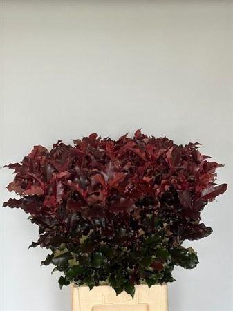 Photinia Magical Volcano