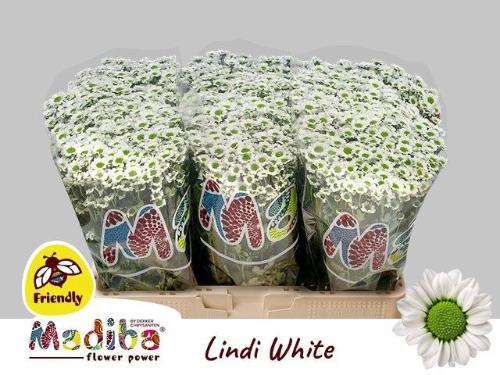 Chrysanthemum Indicum Grp tros santini Madiba Lindi White