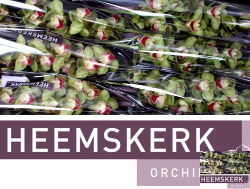 Cymbidium grootbloemig per tak 'Top Spot'
