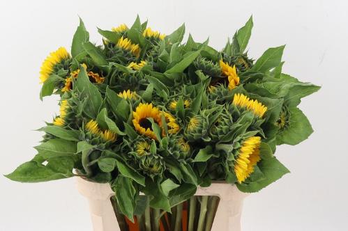 Helianthus annuus 'Sunrich Orange'