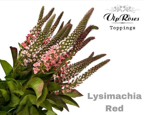 Lysimachia 'Elisabeth'
