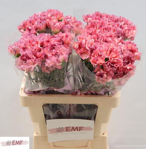 Dianthus standaard Ocaso+