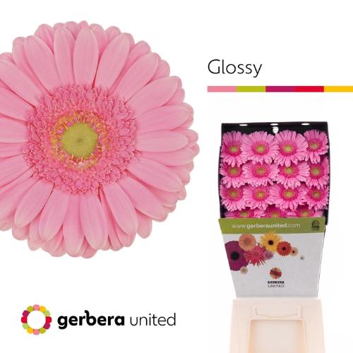 Gerbera grootbloemig Glossy