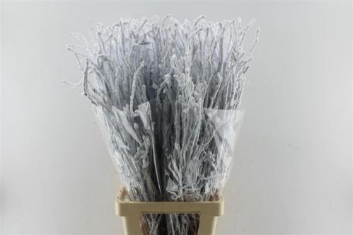 Betula kleurbehandeld H%