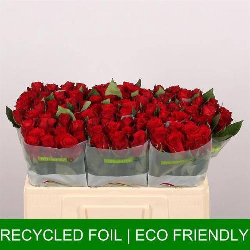 Rosa grootbloemig Red Torch