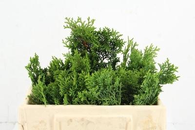 Chamaecyparis obtusa 'Nana Gracilis' per bos