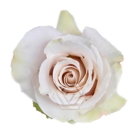 Rosa grootbloemig Quicksand