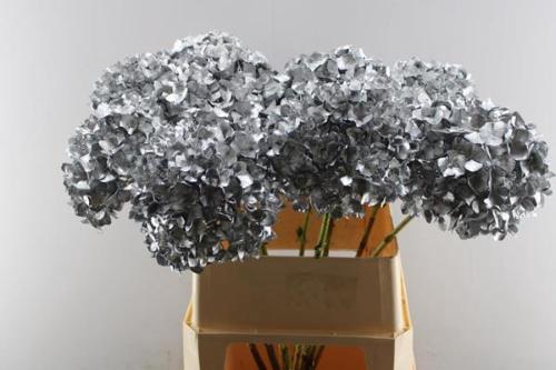 Hydrangea overig kleurbehandeld H%