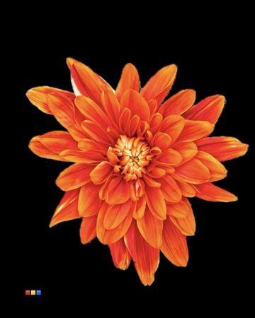 Chrysanthemum Indicum Grp tros kas kleurbehandeld H%