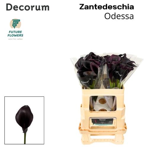 Zantedeschia 'Odessa'