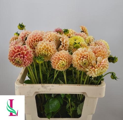 Dahlia (Ball Grp) 'Sweet Suzanne'