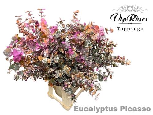 Eucalyptus cinerea kleurbehandeld per bos H%