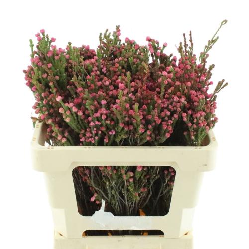 Erica corifolia