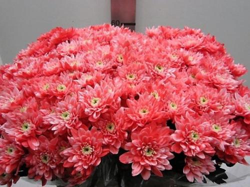Chrysanthemum Indicum Grp tros kas kleurbehandeld H%