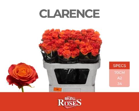 Rosa grootbloemig Clarence+