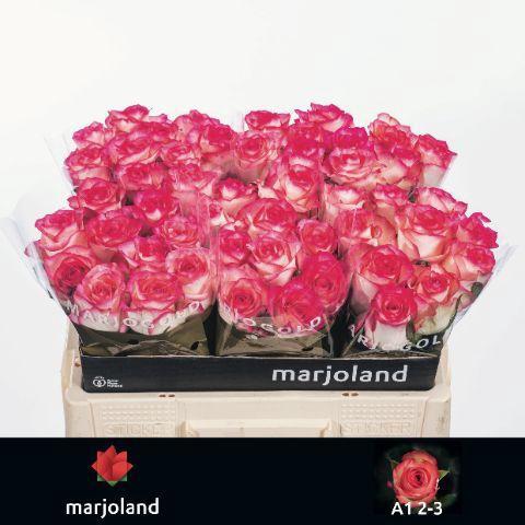 Rosa grootbloemig Jumilia