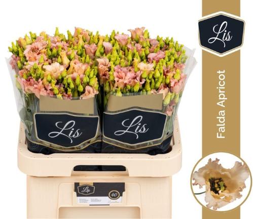 Eustoma russellianum enkelbloemig 'Falda Apricot'