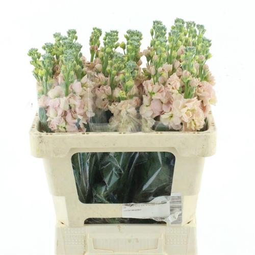 Matthiola incana 'Iron Apricot'