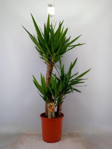 Yucca overig