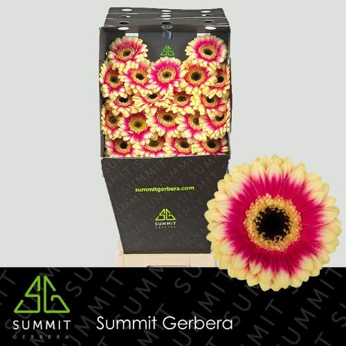 Gerbera mini Volcano