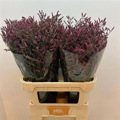 Limonium sinensis Scarlet Diamond