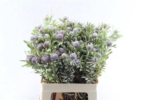 Leucadendron pubescens