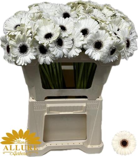 Gerbera mini Yuta