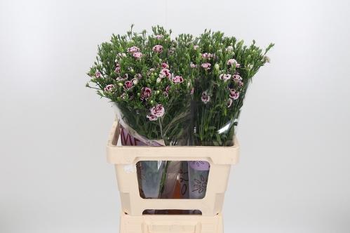 Dianthus Raffine Saba
