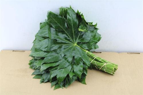 Fatsia japonica (blad)