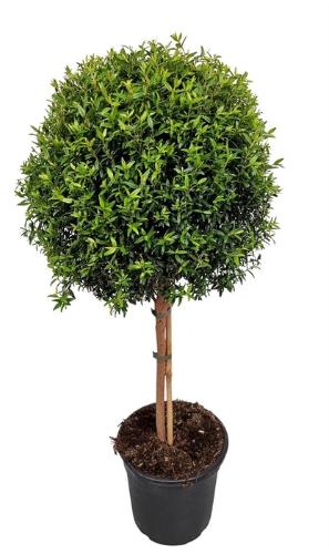Myrtus communis