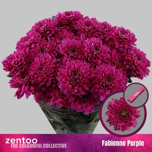 Chrysanthemum (Indicum Grp) tros Fabienne Purple