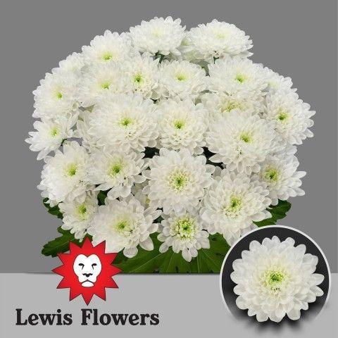 Chrysanthemum( Indicum Grp) tros Altaj