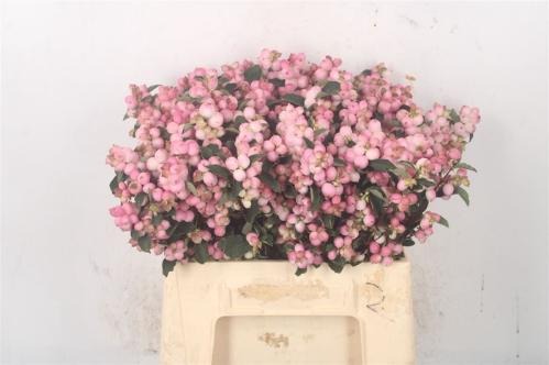 Symphoricarpos (Pink Berry Grp) Magical Pink Elegance