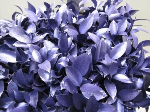 Ruscus kleurbehandeld H%