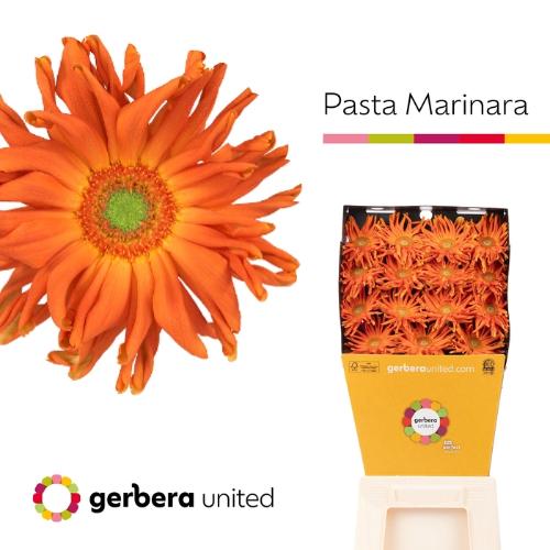Gerbera grootbloemig krulvormig 'Pasta Marinara'