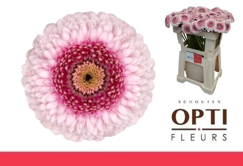 Gerbera mini bolvormig Pomponi Camilla