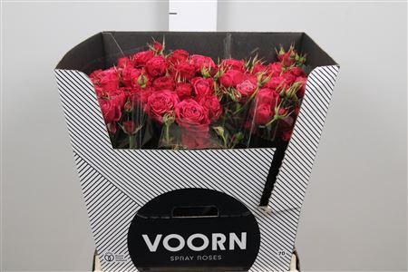 Rosa tros Party Trendsetter