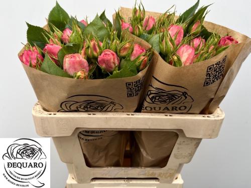 Rosa tros Lovely Rokoko