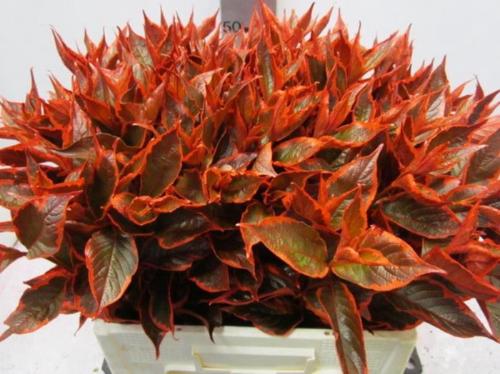 Decoratiegroen kleurbehandeld H%