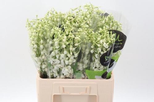 Delphinium enkelbloemig (Belladonna Grp) Bella Andes White